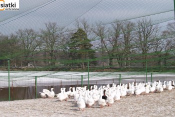 Siatki Polkowice - Siatki do hodowli ptaków i zwierząt dla terenów Polkowic